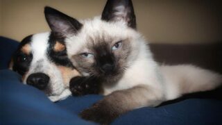 La Fondation Affinity et la SPA dévoilent les résultats inédits de la première grande enquête nationale sur l’abandon et l’adoption des chats et des chiens en France, menée auprès de plus de 800 structures recueillant des animaux