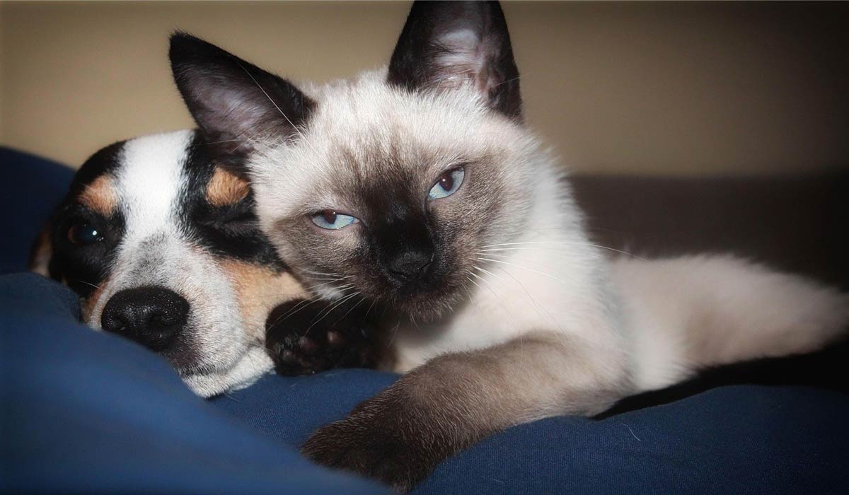 La Fondation Affinity et la SPA dévoilent les résultats inédits de la première grande enquête nationale sur l’abandon et l’adoption des chats et des chiens en France, menée auprès de plus de 800 structures recueillant des animaux