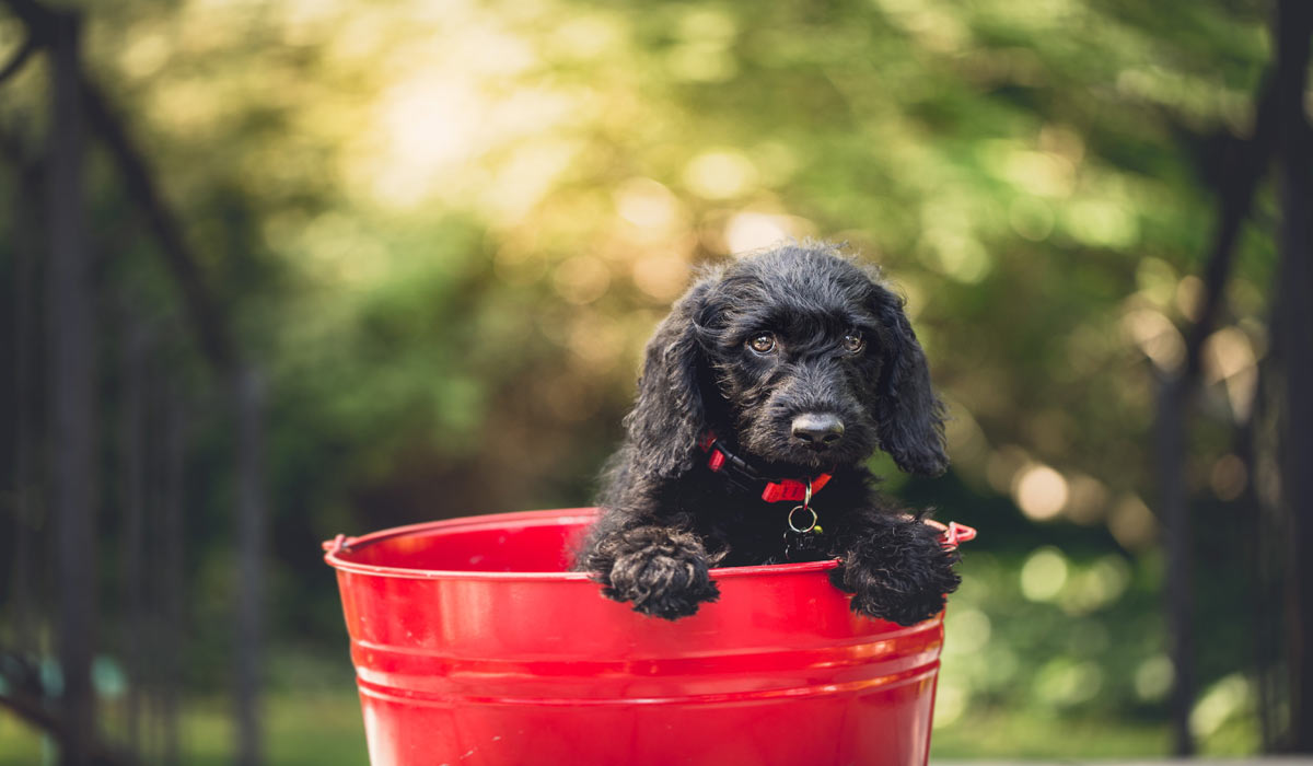 Canicules à répétition : le Biotracker d’Invoxia révèle l’impact réel de la chaleur sur la santé des chiens Canicules à répétition : le Biotracker d’Invoxia révèle l’impact réel de la chaleur sur la santé des chiens