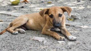 Campagne d’abattage de chiens errants en Haute-Vienne, One Voice attaque l’arrêté