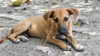 Au Maghreb, il est dit que : « Là où il y a un chien, les anges ne rentrent pas »