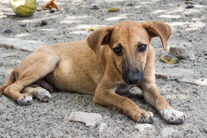 Au Maghreb, il est dit que : « Là où il y a un chien, les anges ne rentrent pas »