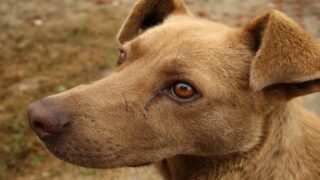 Des milliers de chiens déjà euthanasiés chaque année… et le Gouvernement veut aller encore plus loin ! 