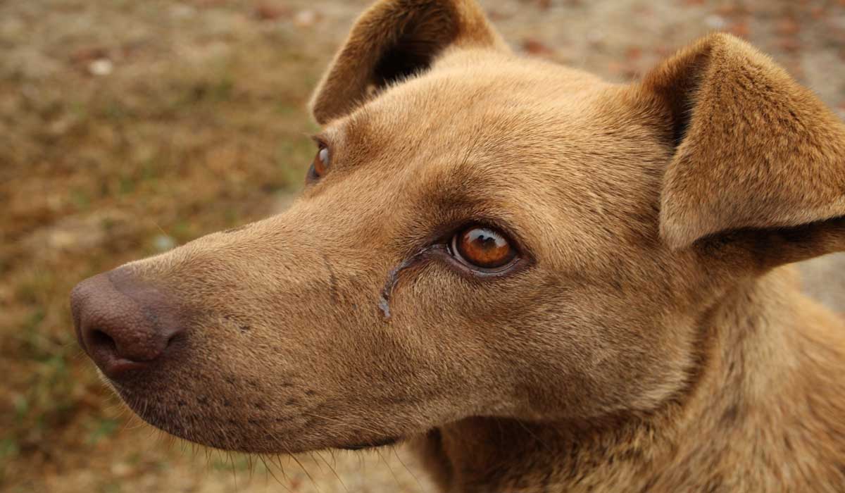 Des milliers de chiens déjà euthanasiés chaque année… et le Gouvernement veut aller encore plus loin ! Des milliers de chiens déjà euthanasiés chaque année… et le Gouvernement veut aller encore plus loin !