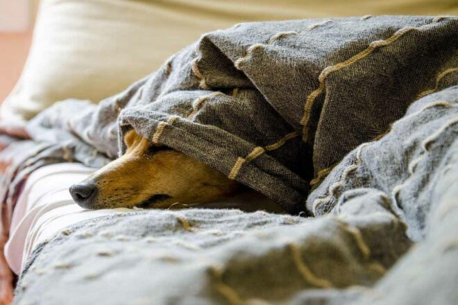 L’intérêt « supérieur » des animaux du foyer à l’épreuve de la séparation des couples 