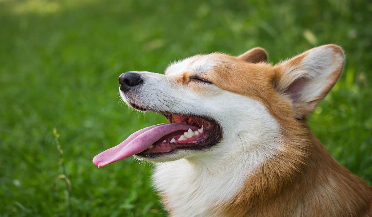 Plan Chien à Grenoble: près de 7 hectares de liberté pour les chiens