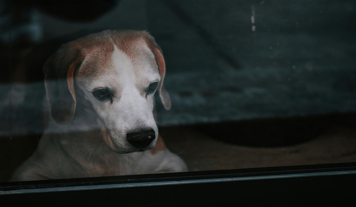 Rentrée 2025 : et si les chiens étaient les grands oubliés du retour au bureau ?