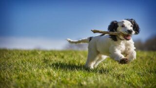 Offrir un animal à un proche pour Noël : c’est non ! Le 3115 rappelle l’importance d’une adoption réfléchie et responsable