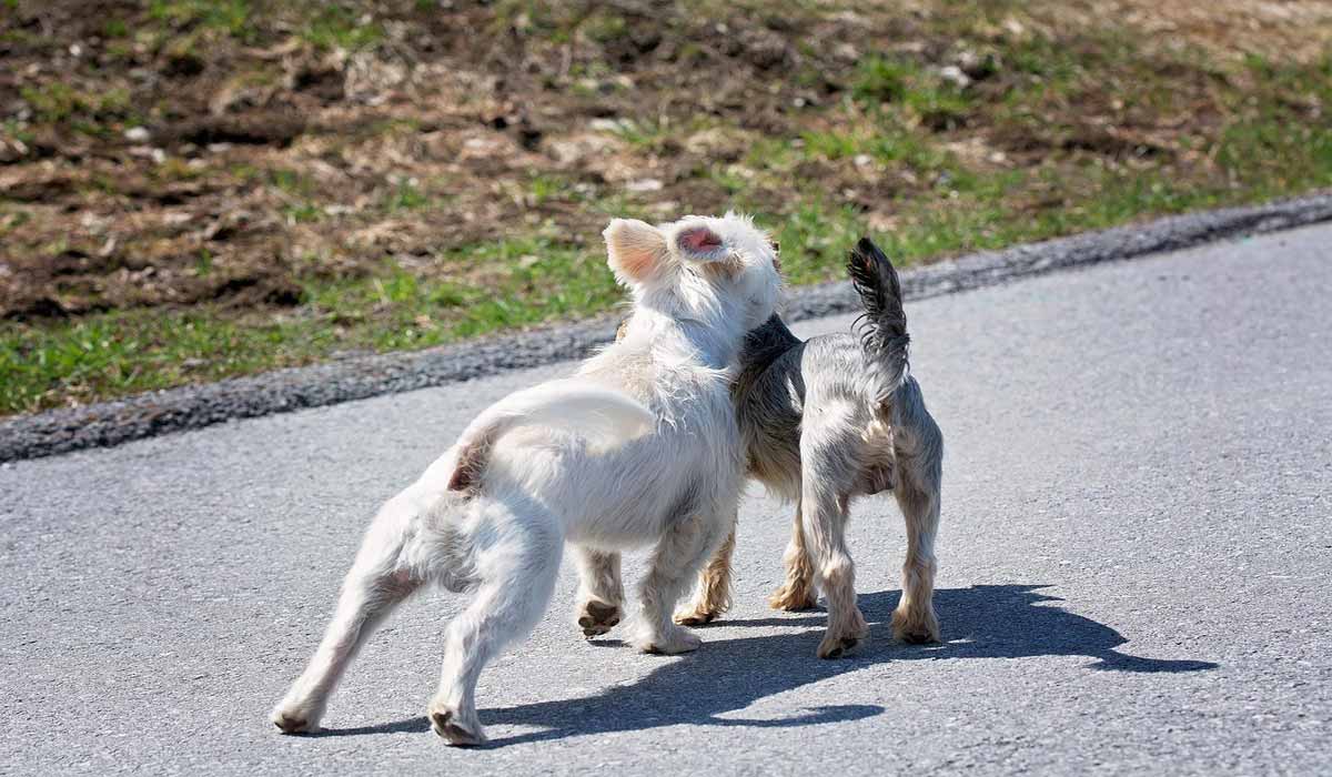 Condition animale : la ville de Lyon lance une consultation sur la place des chiens en ville