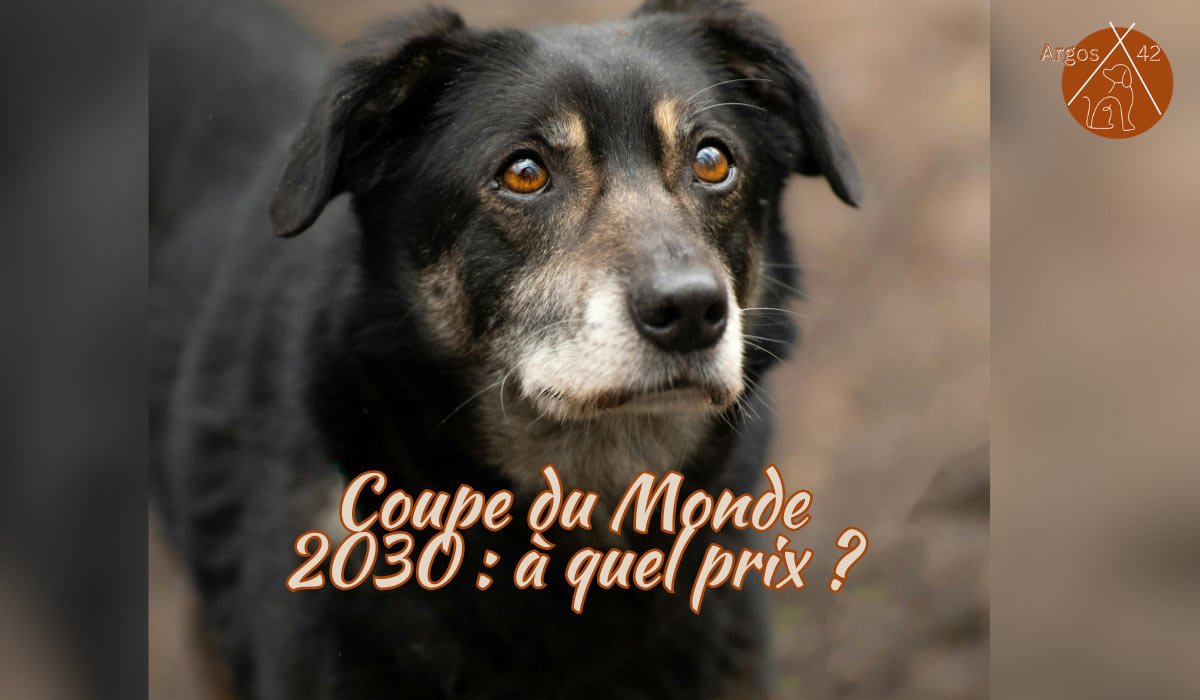 Le silence derrière les stades : chiens errants éliminés au Maroc avant la Coupe du Monde 2030