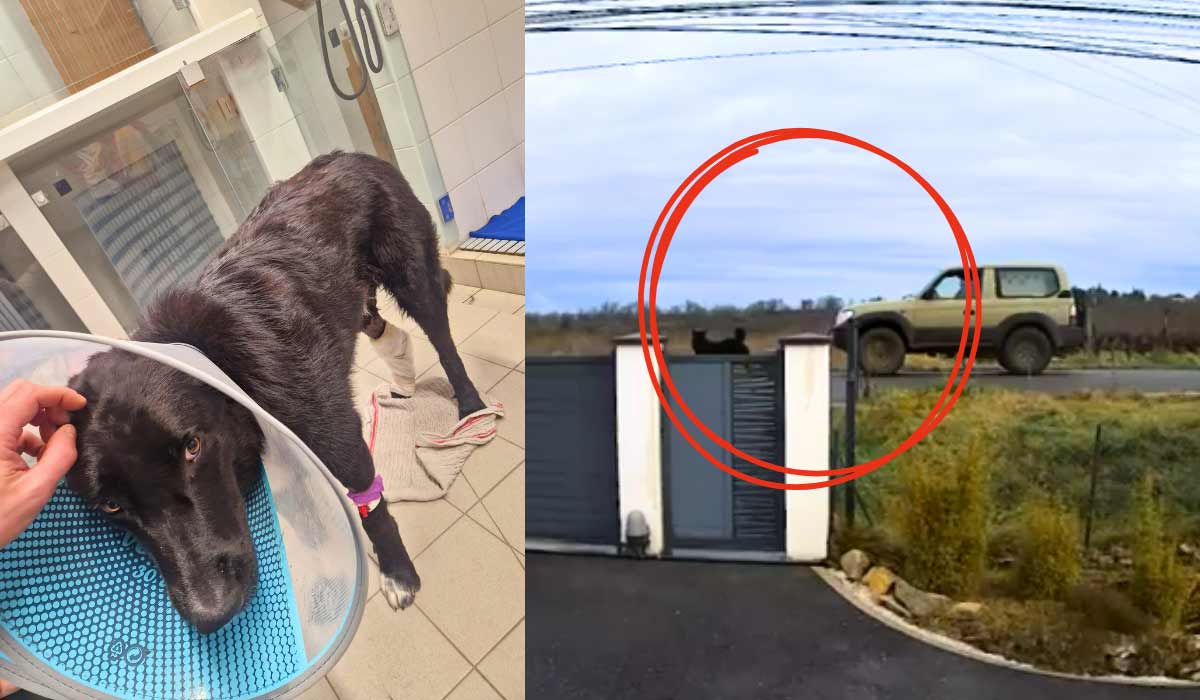 Un chasseur percute volontairement un chiot