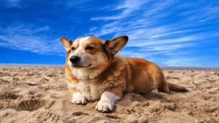 TOP 5 des plages dog-friendly : où partir cet été avec son chien ?