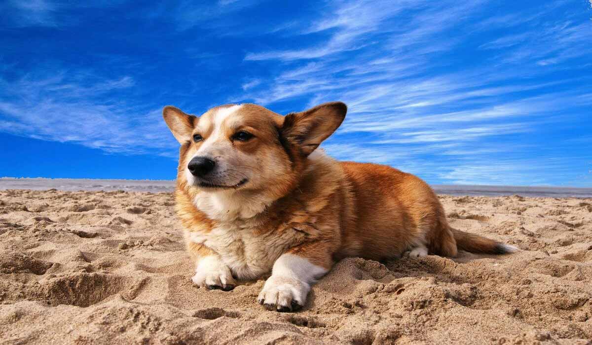 TOP 5 des plages dog-friendly : où partir cet été avec son chien ?