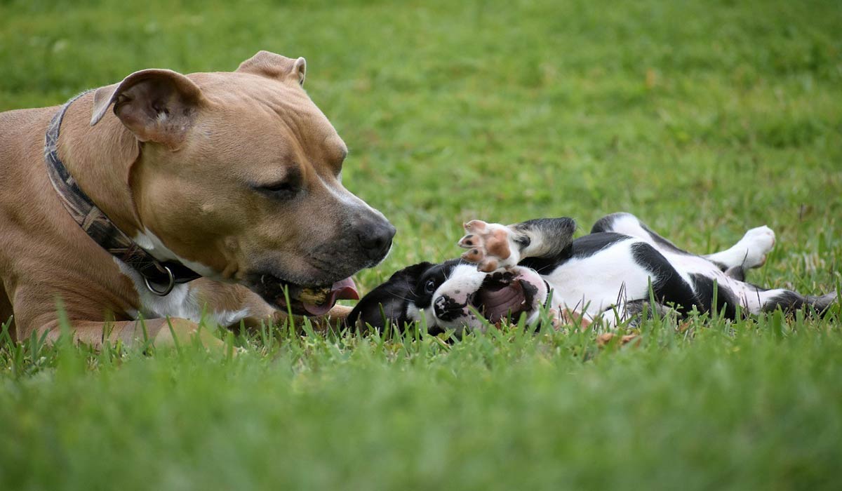 Abattage de Smoke : le Parti animaliste exhorte l’État à financer les refuges animaliers pour assurer un accueil décent et le maintien en vie de tous les animaux, y compris ceux jugés « difficiles » 