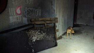 « Pourquoi ce silence assourdissant ? » : la condition animale à la Réunion, entre actes de torture et euthanasies en masse – Entretien avec Cécile Squarzoni, Présidente d’APEBA