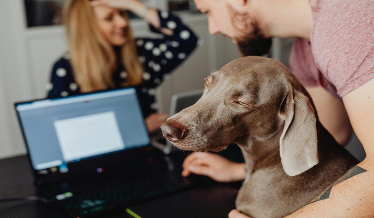 Enquête TPE & PME : près d’1 entreprise sur 2 (45 %) accueille les chiens au bureau, mais 80 % le font sans cadre clair