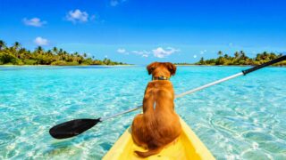 Où partir en vacances avec son chien (et son chat) ?