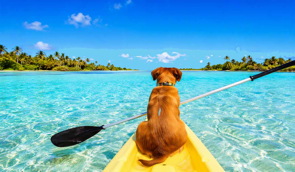 Où partir en vacances avec son chien (et son chat) ? Où partir en vacances avec son chien (et son chat) ?