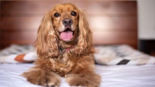 Partir en vacances avec son chien, une mission impossible !