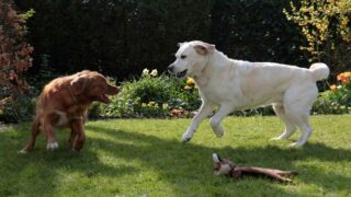 86% des Français souhaitent que le vol de chien soit reconnu comme un vol avec circonstances aggravantes