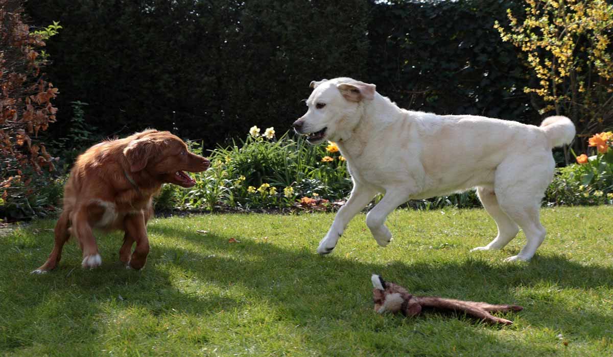 86% des Français souhaitent que le vol de chien soit reconnu comme un vol avec circonstances aggravantes