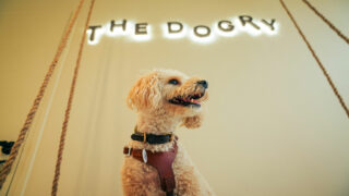 The Dogry : lancement du premier club de loisirs pour chiens en France