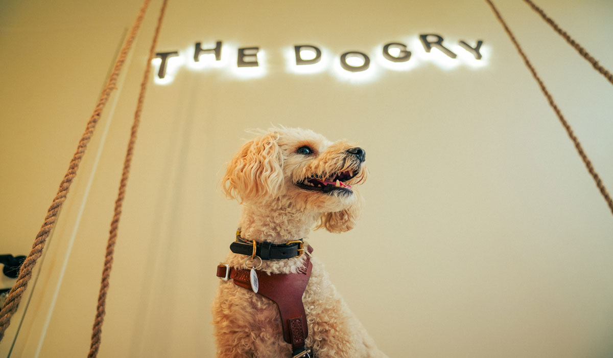 The Dogry : lancement du premier club de loisirs pour chiens en France