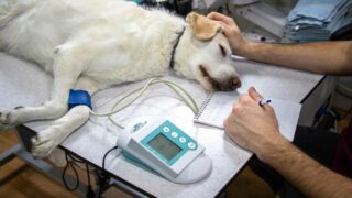 10 choses que vous ne savez peut-être pas sur le vétérinaire de votre animal de compagnie