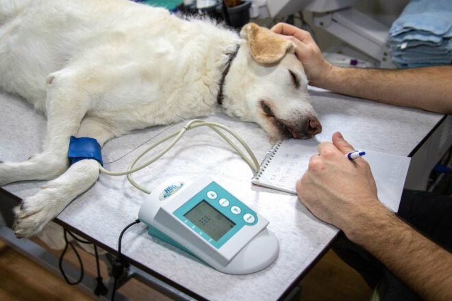 10 choses que vous ne savez peut-être pas sur le vétérinaire de votre animal de compagnie