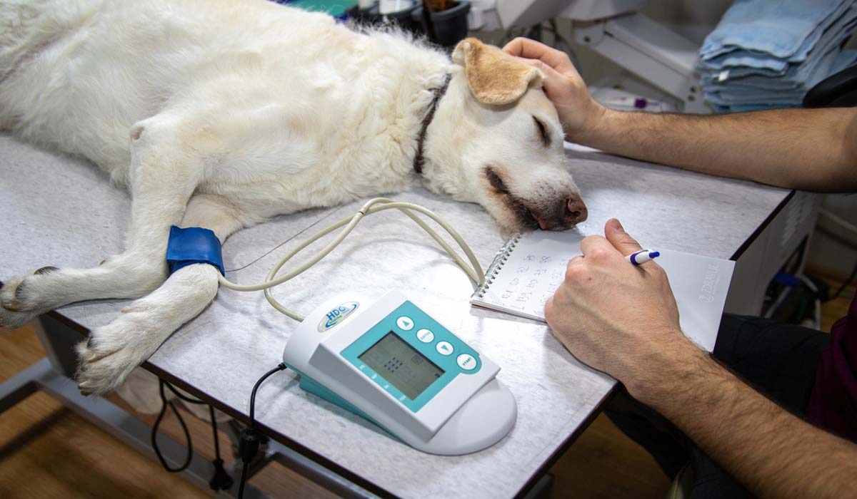 10 choses que vous ne savez peut-être pas sur le vétérinaire de votre animal de compagnie 10 choses que vous ne savez peut-être pas sur le vétérinaire de votre animal de compagnie