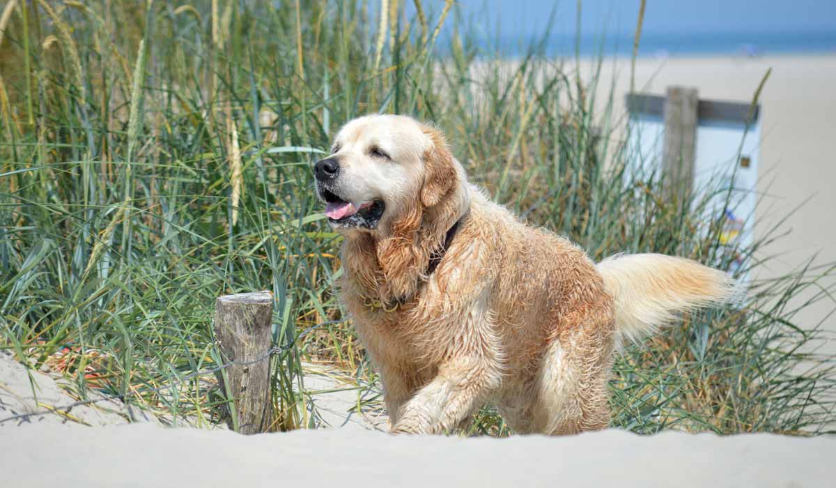 Conseils pour prendre soin de son animal de compagnie à l’approche des vacances Conseils pour prendre soin de son animal de compagnie à l’approche des vacances
