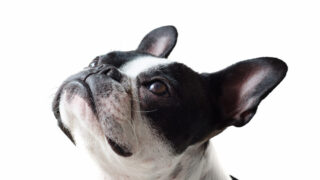 Maltraitance programmée : une proposition de loi pour protéger les chiens et les chats