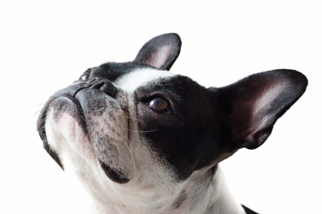 Maltraitance programmée : une proposition de loi pour protéger les chiens et les chats