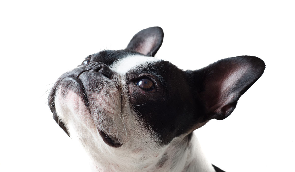 Maltraitance programmée : une proposition de loi pour protéger les chiens et les chats