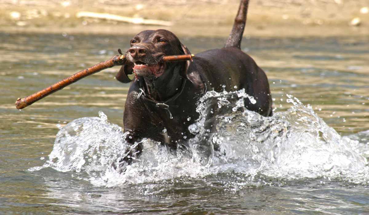 La Fondation 30 Millions d’Amis salue un plan d’action gouvernemental concret et ambitieux contre la maltraitance animale La Fondation 30 Millions d’Amis salue un plan d’action gouvernemental concret et ambitieux contre la maltraitance animale