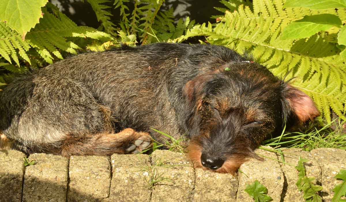 Canicules à répétition : le Biotracker d’Invoxia révèle l’impact réel de la chaleur sur la santé des chiens