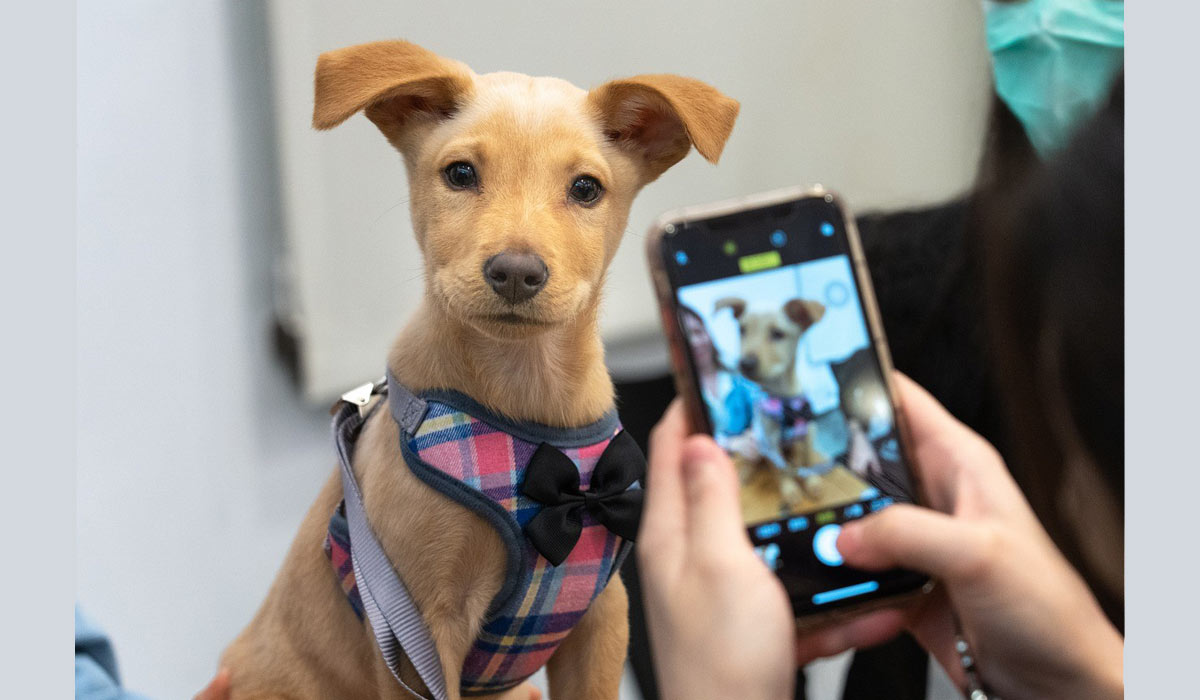 Pour des fêtes responsables : Emprunte Mon Toutou et Emprunte Mon Toutou Sitter, les solutions qui protègent les animaux et accompagnent les familles