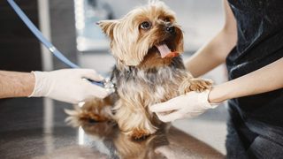 Journée mondiale du chien – 26 août : quelles races concentrent le plus de demandes de remboursement vétérinaire ?