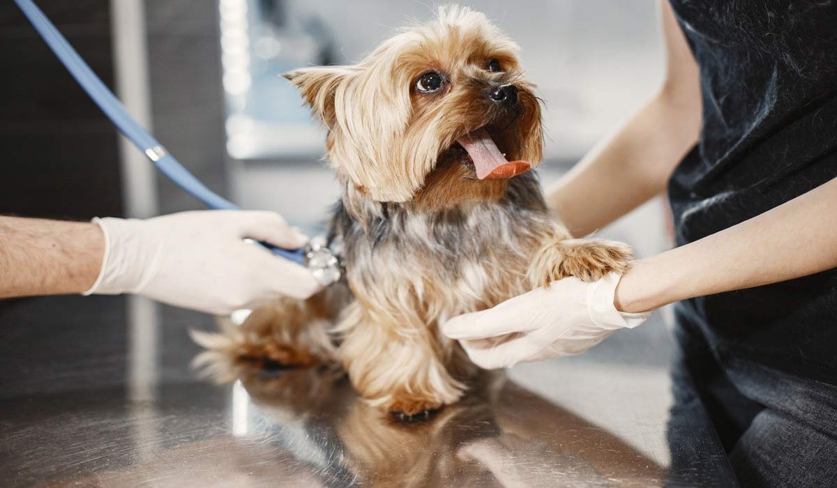 Journée mondiale du chien – 26 août : quelles races concentrent le plus de demandes de remboursement vétérinaire ?