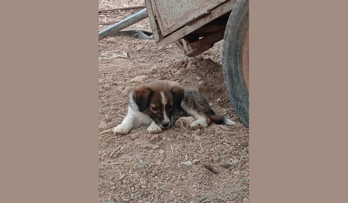Deux associations françaises unissent leurs forces pour les chiens du refuge Arrahma à Fès, au Maroc