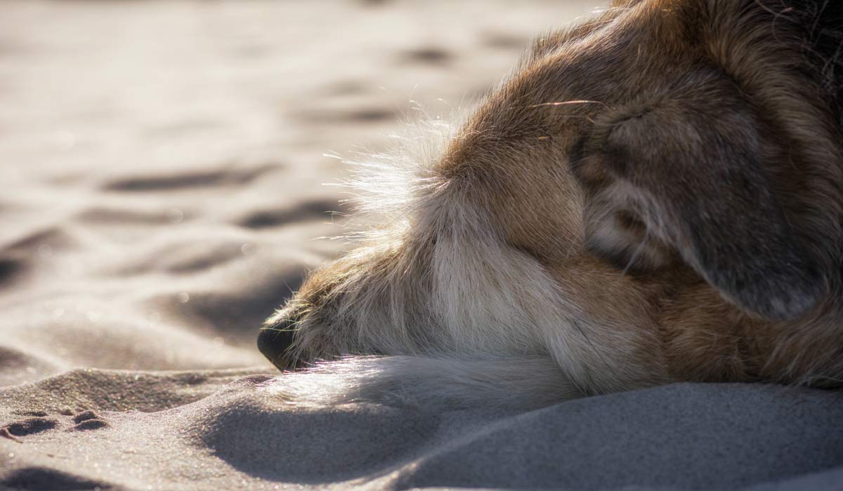 Abandonnés et affamés : trois animaux survivent en buvant l’eau d’une fuite dans l’appartement Abandonnés et affamés : trois animaux survivent en buvant l’eau d’une fuite dans l’appartement