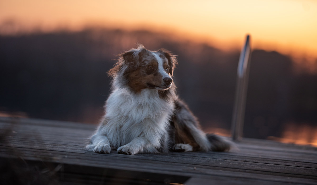 Corrèze : il abandonne son chien, qui meurt après une longue agonie – Le propriétaire doit répondre de ses actes devant la justice Corrèze : il abandonne son chien, qui meurt après une longue agonie – Le propriétaire doit répondre de ses actes devant la justice