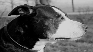 Après une séparation amoureuse, il noie sa chienne en la lestant avec un parpaing