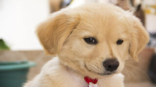 Ingenium animalis, expert de la donnée animale se dote d’un comité scientifique