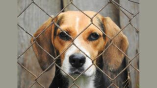 Des infarctus expérimentaux sur des chiens dans un hôpital