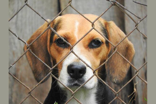 Des infarctus expérimentaux sur des chiens dans un hôpital