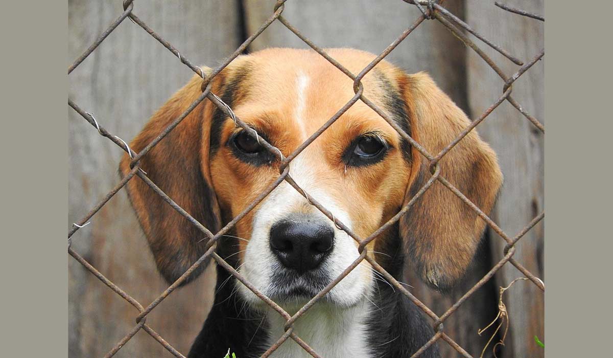Des infarctus expérimentaux sur des chiens dans un hôpital Des infarctus expérimentaux sur des chiens dans un hôpital