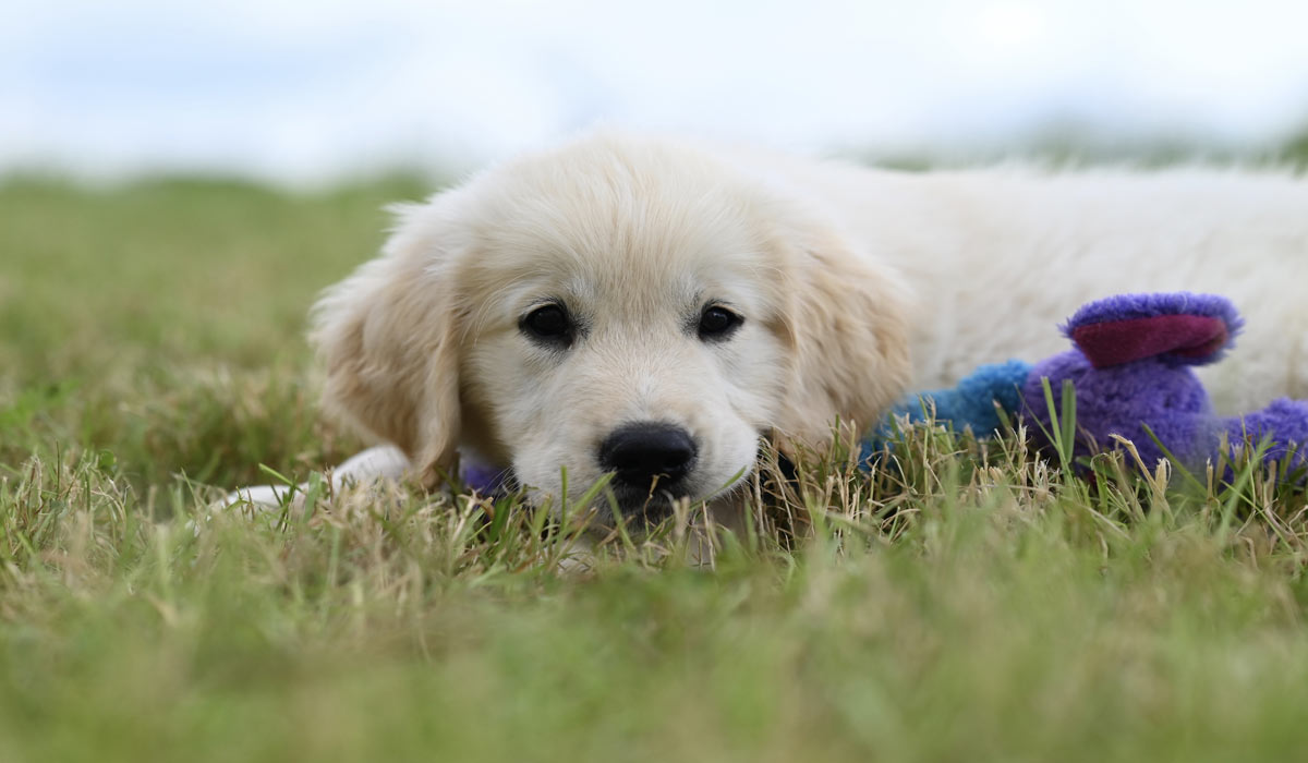 Le Fichier National I-CAD présente l’édition 2026 du baromètre de l’identification des chiens et des chats en France