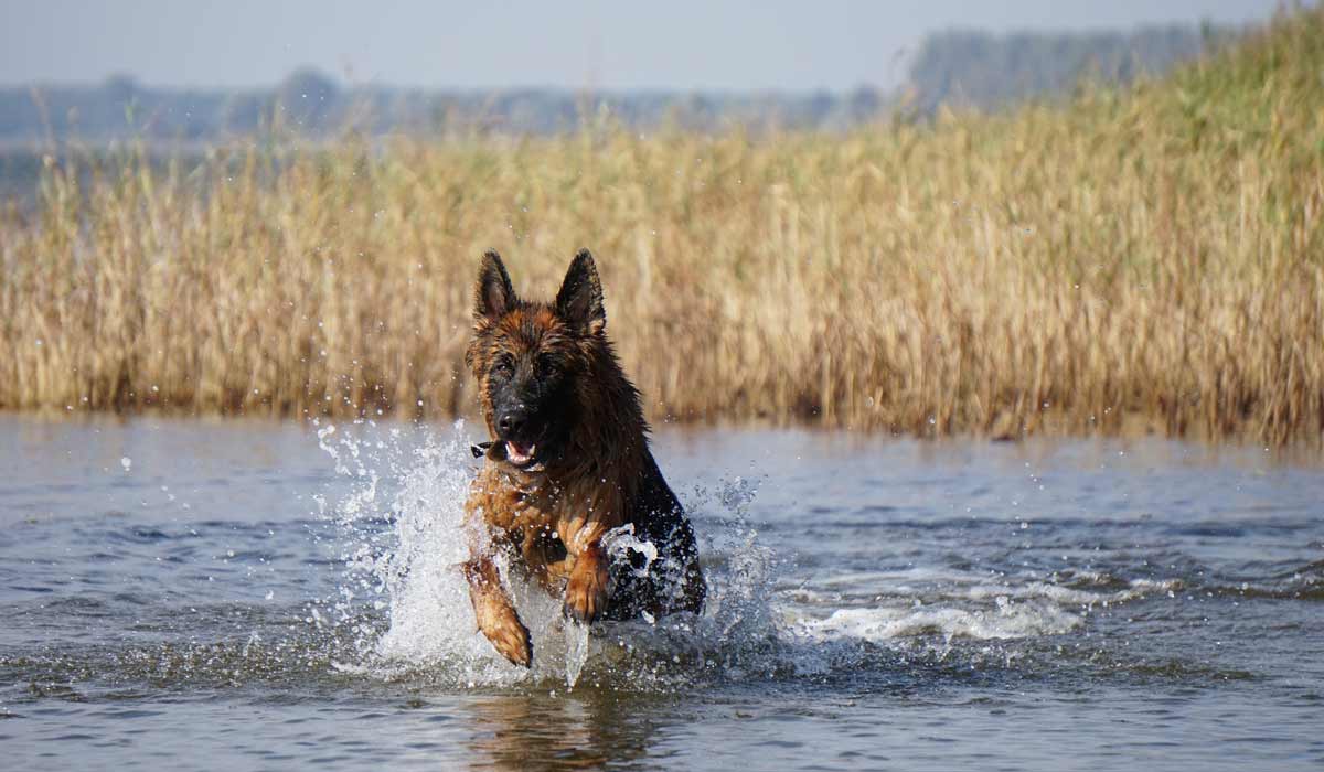 Vacances avec son animal : chez Maxi Zoo, les préparatifs commencent bien avant le départ Vacances avec son animal : chez Maxi Zoo, les préparatifs commencent bien avant le départ