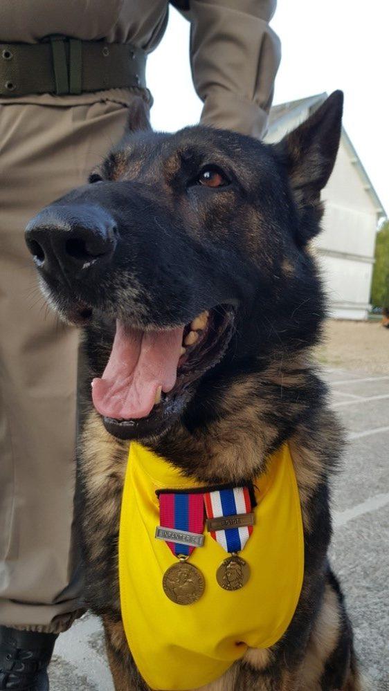 Le binôme militaire/chien au sein de lu0027Armée de Terre ⋆ Savoir Animal